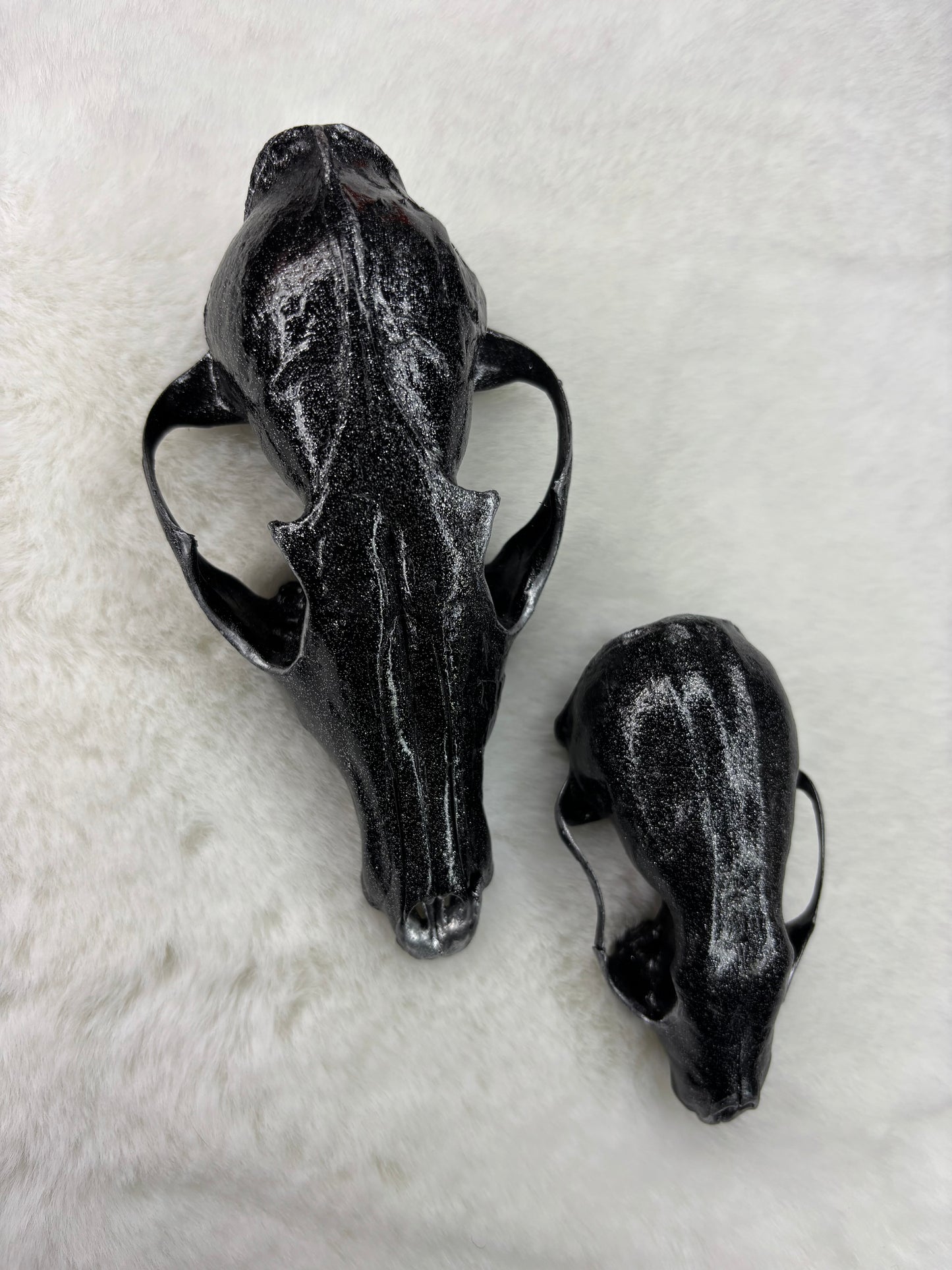 Taxidermie skulls pékan & Marthe