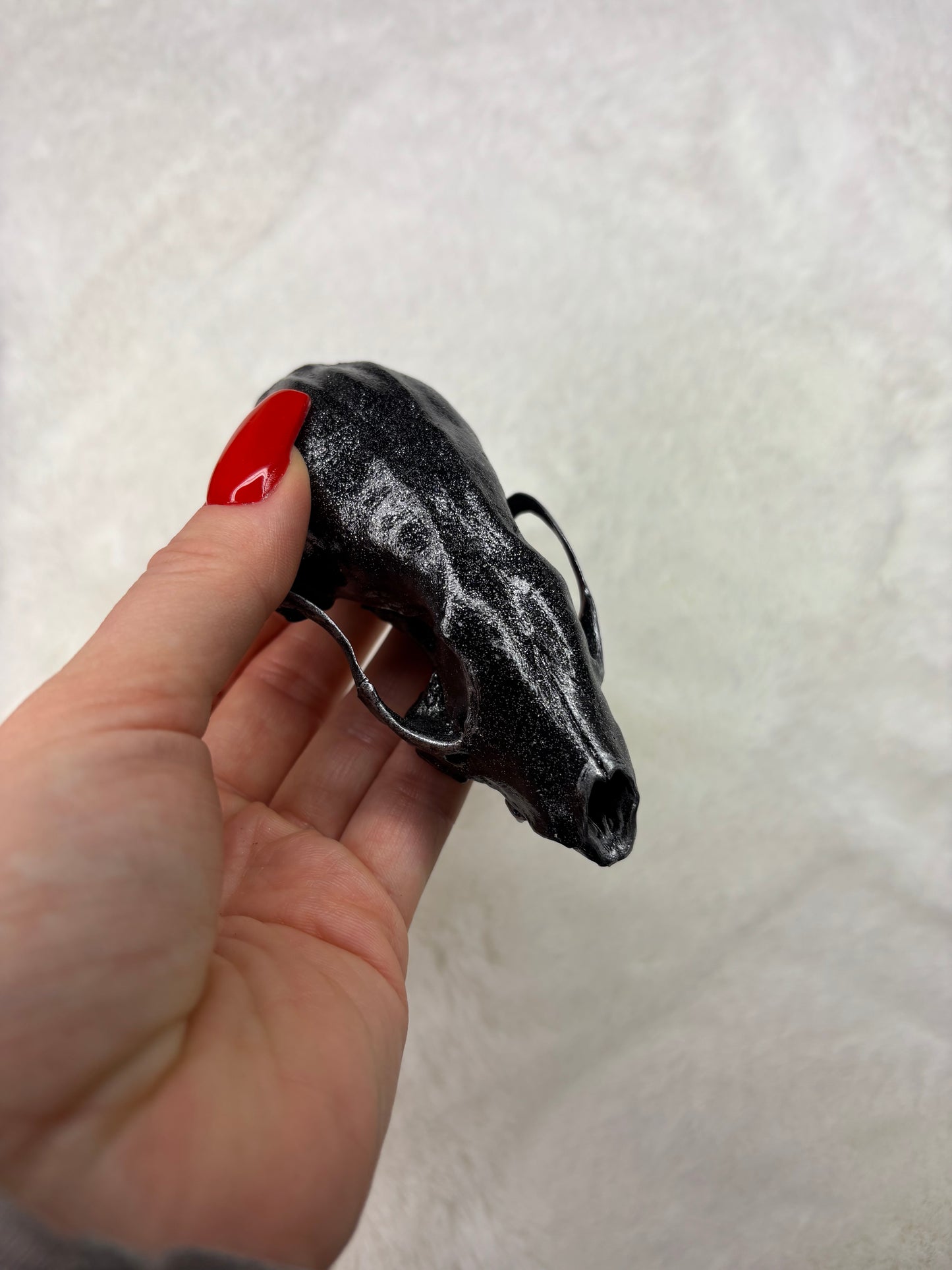 Taxidermie skulls pékan & Marthe
