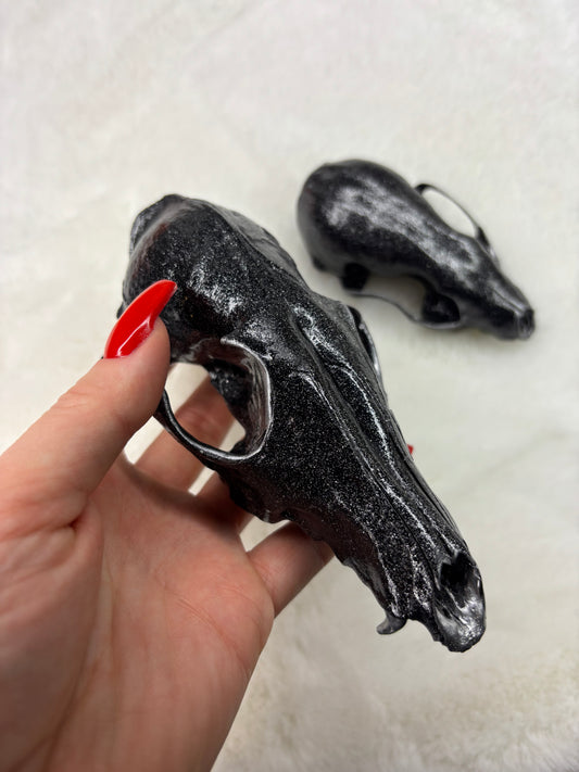 Taxidermie skulls pékan & Marthe